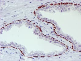 WWTR1 / TAZ Antibody (clone OTI1H9)