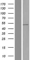 PPP2R2A Protein (Over-Expression Lysate Myc-DDK (Flag))