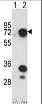 HNRNPL / hnRNP L Antibody (aa461-490)