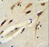BEX1 Antibody (aa63-90)