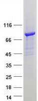 Human DTNA / Dystrobrevin Alpha Protein (Recombinant Myc-DDK (Flag))