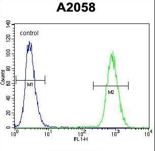 IHC-plus™ FGF11 / FGF-11 Antibody (aa1-30)
