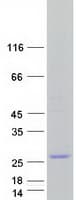 Human SYNGR1 / Synaptogyrin 1 Protein (Recombinant Myc-DDK (Flag))
