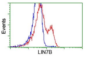 LIN7B Antibody (clone OTI1G2)