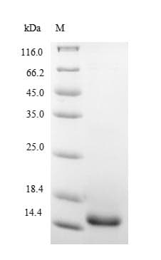 Pig IL5 Protein (Recombinant 6His, N-terminus)