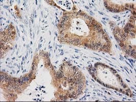 CTH / Cystathionase Antibody (clone OTI1E12, Carrier-free)
