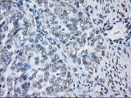 Monoclonal Mouse anti-Human ID3 Antibody (clone OTI15F4, IHC, IF, WB)