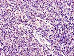 SMARCD1 / BAF60A Antibody
