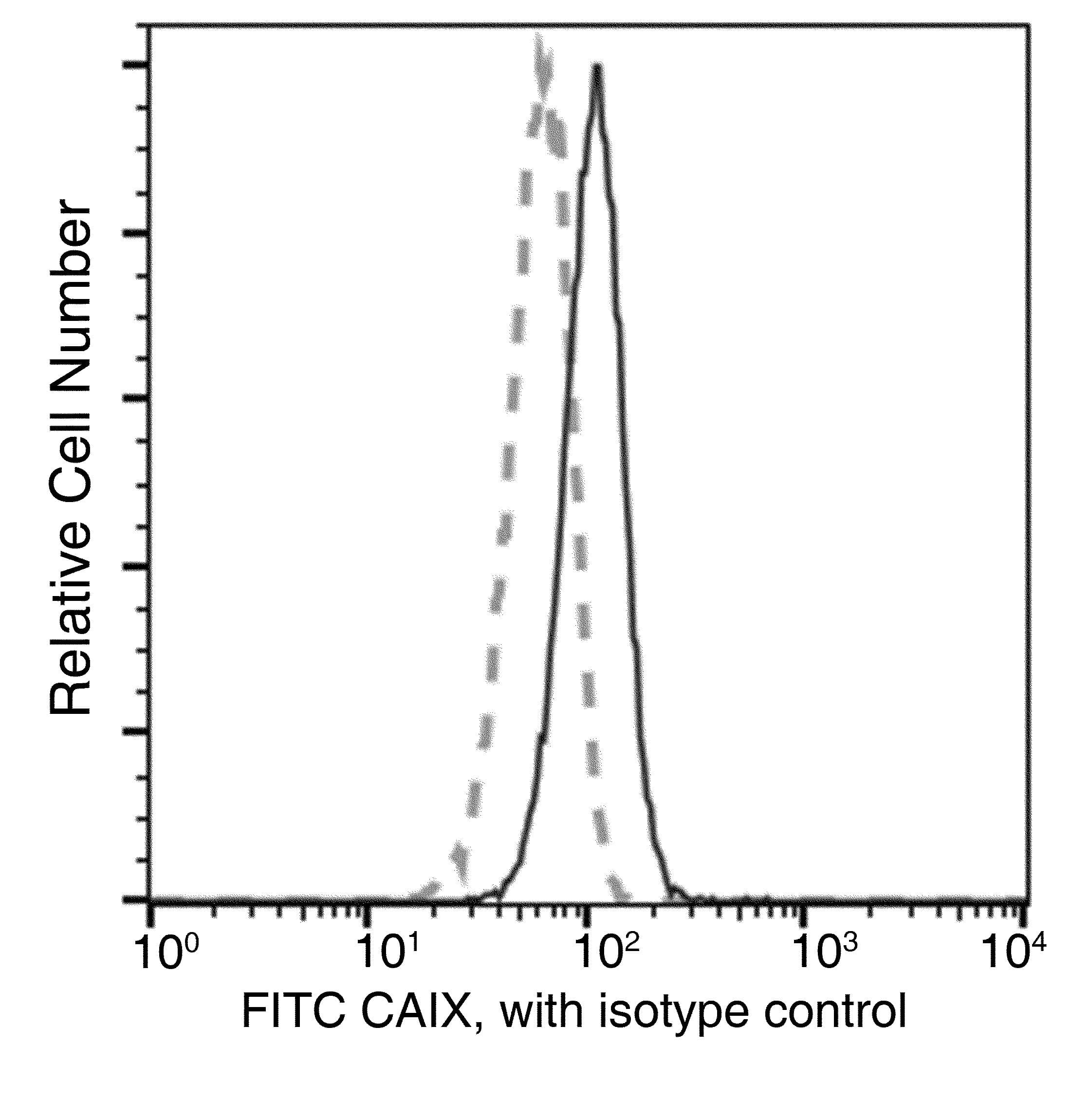 Monoclonal Rabbit anti-Human CA9 / Carbonic Anhydrase IX Antibody (clone 053, FITC)