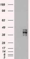 POU5F1 / OCT4 Antibody (clone OTI9B7)