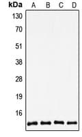 TXN / Thioredoxin / TRX Antibody (C-Terminus)