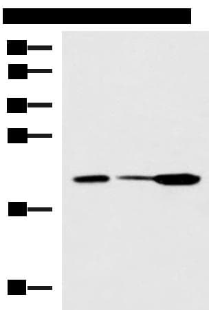PPIC / Cyclophilin C Antibody
