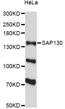 SAP130 Antibody