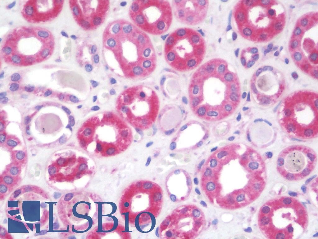 IHC-plus™ Polyclonal Rabbit anti-Human SEPT7 / Septin 7 Antibody (aa350-399, IHC, WB)