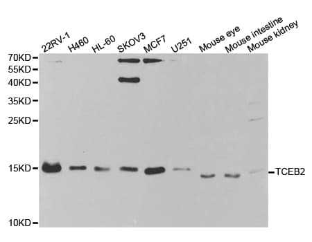 TCEB2 / Elongin B Antibody