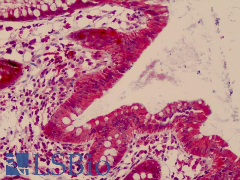 IHC-plus™ CDK2AP1 / DOC1 Antibody (aa51-100)