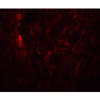 IHC-plus™ SOX10 Antibody
