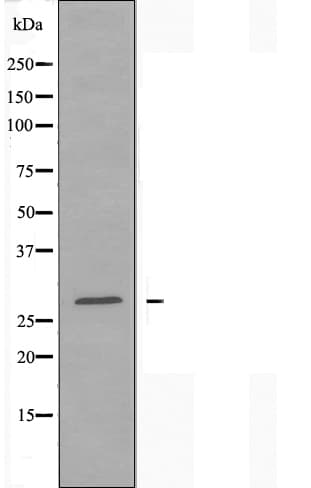 HINT / HINT1 Antibody