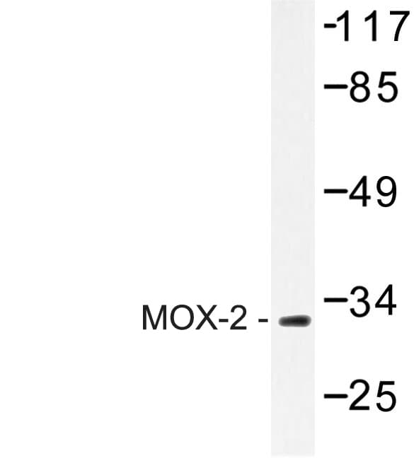 GAX / MEOX2 Antibody (Asn184)