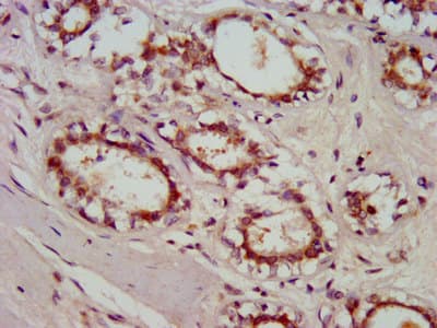 GBP4 / Mpa2 Antibody