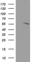 APMAP / C20orf3 Antibody (clone OTI3F2)