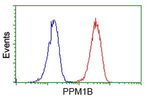 PPM1B Antibody (clone OTI3F2)
