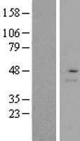 RMND5A Protein (Over-Expression Lysate Myc-DDK (Flag))