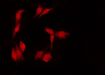 ACTB / Beta Actin Antibody