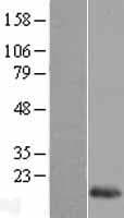 REG1B Protein (Over-Expression Lysate Myc-DDK (Flag))