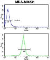 TGN46 / TGN38 Antibody (aa399-427)