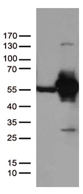 DDX39B / UAP56 Antibody (aa319-428, clone OTI8B8, Carrier-free)