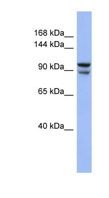 BBX Antibody (C-Terminus)