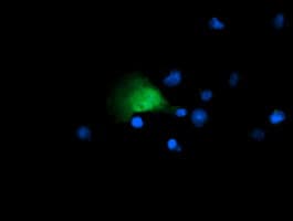 CR6 / GADD45G Antibody (clone 1.00E+02, Carrier-free)