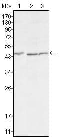 DKK3 Antibody (clone 4G7)