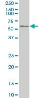 SMAD2 Antibody (clone 3G9)
