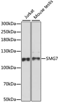 SMG7 Antibody