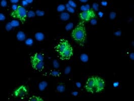 MIPEP Antibody (clone OTI6F4)