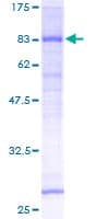Human DYRK3 Protein (Recombinant GST)