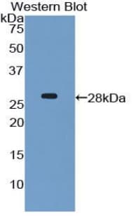 CX3CL1 / Fractalkine Antibody (aa81-336)