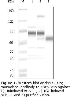 HHV-8 ORF8 Antibody