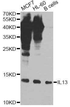 IL13 Antibody