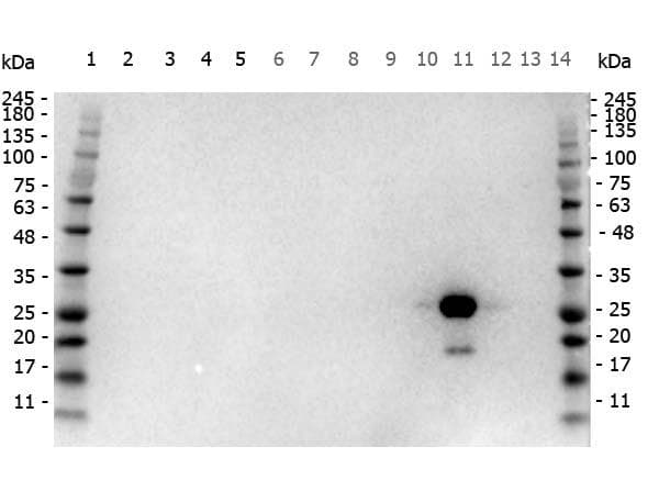 Polyclonal Goat anti-Aequorea victoria GFP Antibody (HRP, IHC, WB)