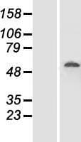 DDX19B Protein (Over-Expression Lysate Myc-DDK (Flag))