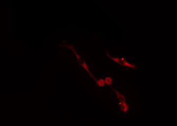 NRBP1 / NRBP Antibody
