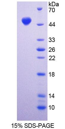 Mouse DAG1 / Dystroglycan Protein (Recombinant His-T7)