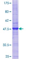 Human CAV2 / Caveolin 2 Protein (Recombinant GST)