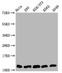 HIST1H4I Antibody