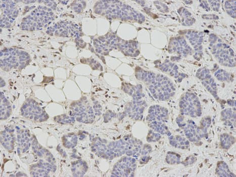 SAHH / AHCY Antibody