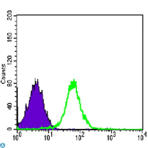 CDH2 / N Cadherin Antibody
