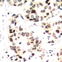 Polyclonal Rabbit anti-Human JUN / c-Jun Antibody (phospho-Ser243, IHC, IF, WB)